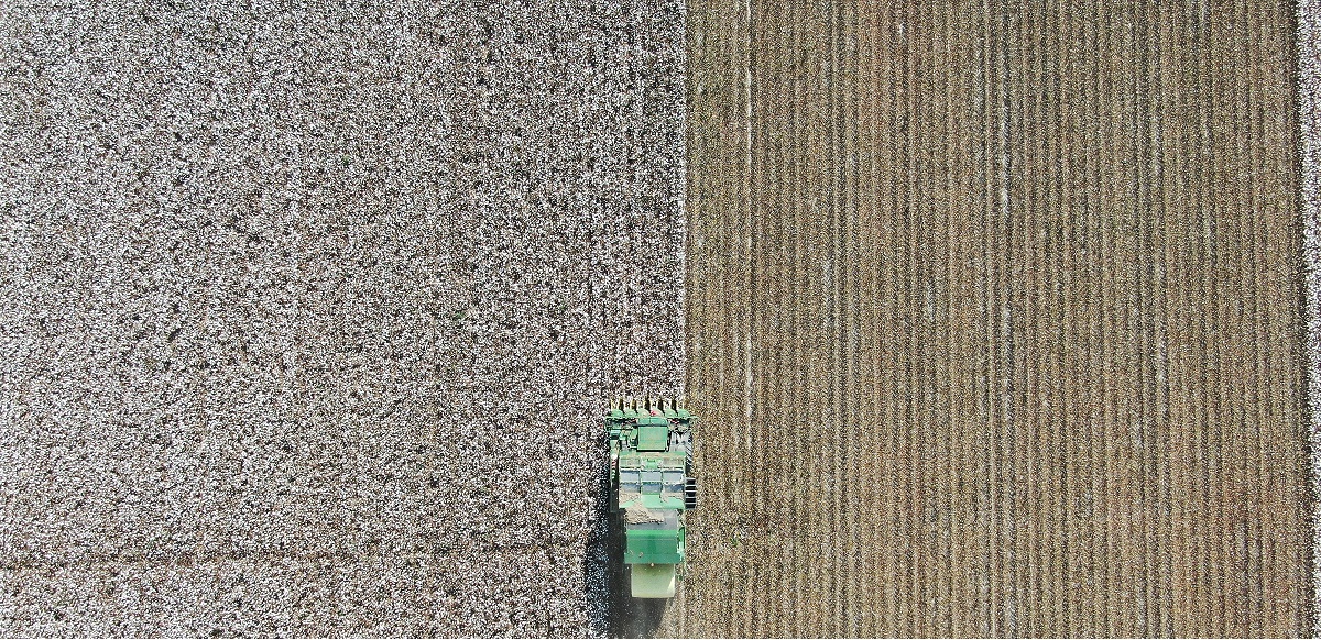 新疆棉花收获已过九成 产量有望再创新高