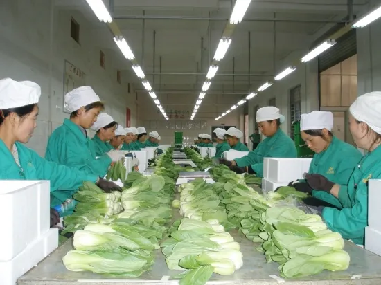 穆大蔬蔬菜初加工