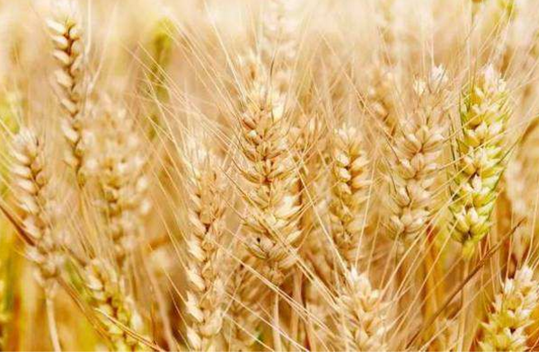 小麦
