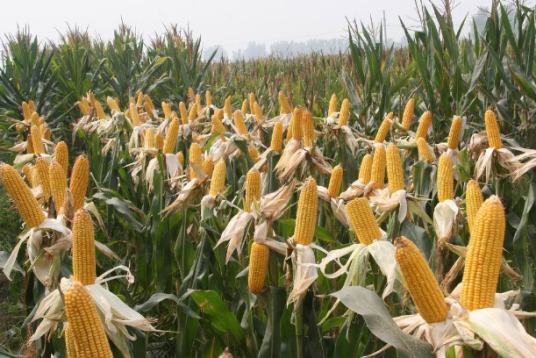 玉米